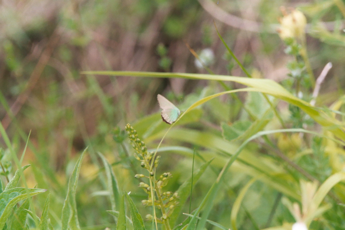 Green Hairstreak, 3rd June, 2004